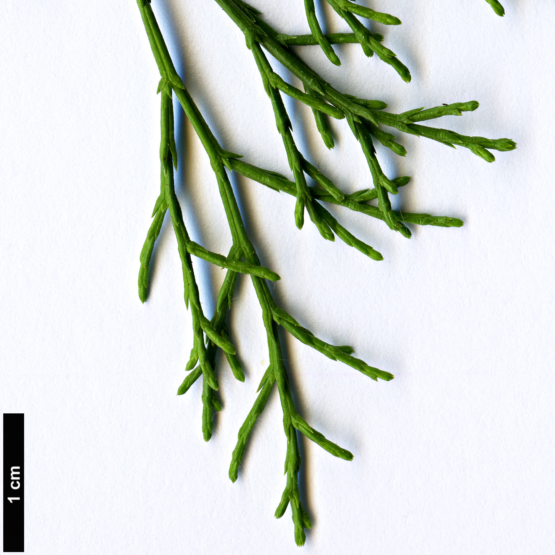 High resolution image: Family: Cupressaceae - Genus: Callitris - Taxon: preissii